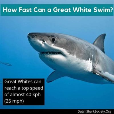 how fast can a great white shark swim how fascinating it is to ponder the speed and agility of such a magnificent predator